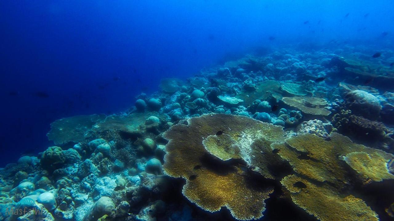 Masfalhi View Inn Felidhoo Εξωτερικό φωτογραφία